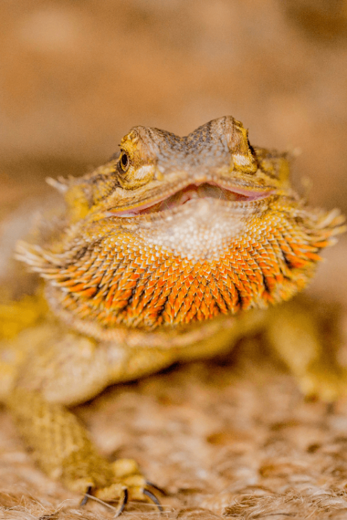 Lort Smith patient bearded dragon