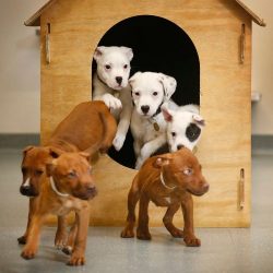 Lort Smith staffy cross puppies