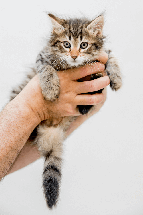 Surrender Process Lort Smith Animal Hospital