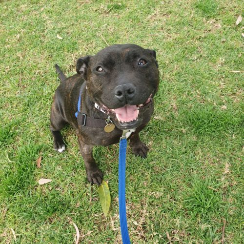 Pets Available For Adoption Lort Smith Animal Hospital pets-available-for-adoption-lort-smith-animal-hospital