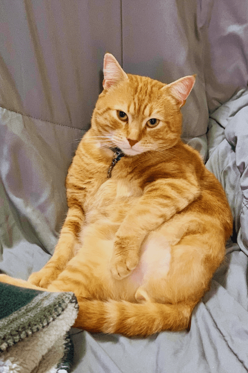 Chunky ginger cat slouched on couch with paw on belly