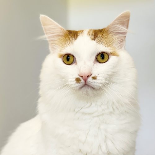 Headshot of white cat with ginger beauty spots and highlights
