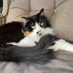 Long haired black calico with white and gold tips lounging in chair