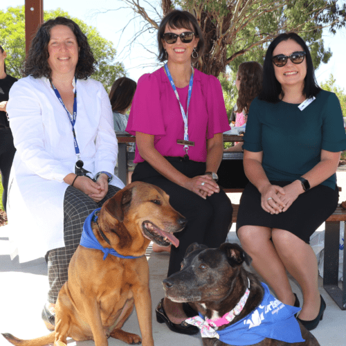 Lort Smith CEO, Hume Mayor and Hume City Council CEO sit with two pet therapy dogs outside