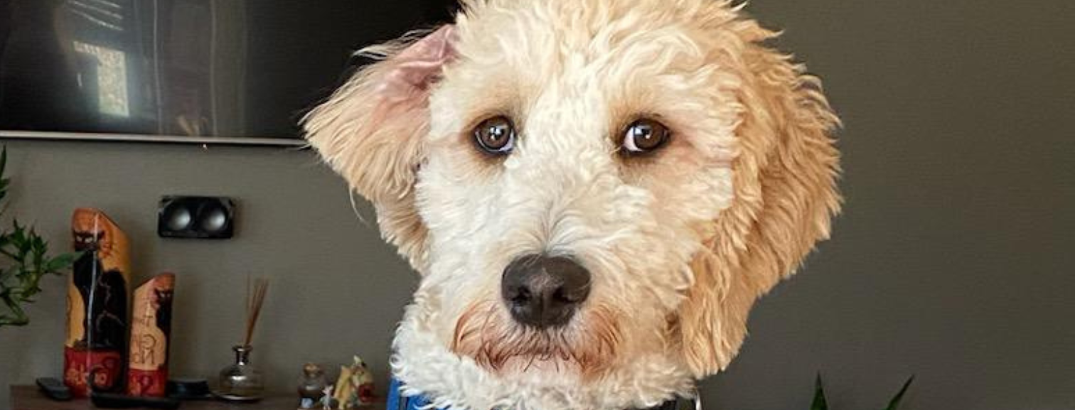 Animal Hospital in Melbourne: animal healthcare and adoption services