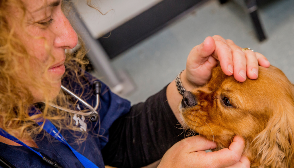 Dog with vet having annual pet check up