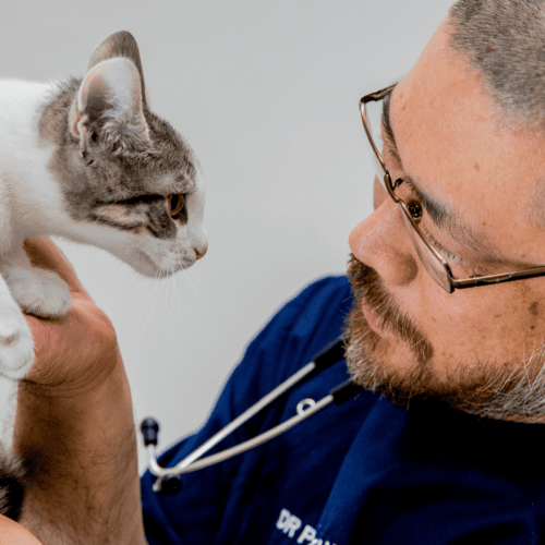 Vet giving cat annual pet check up