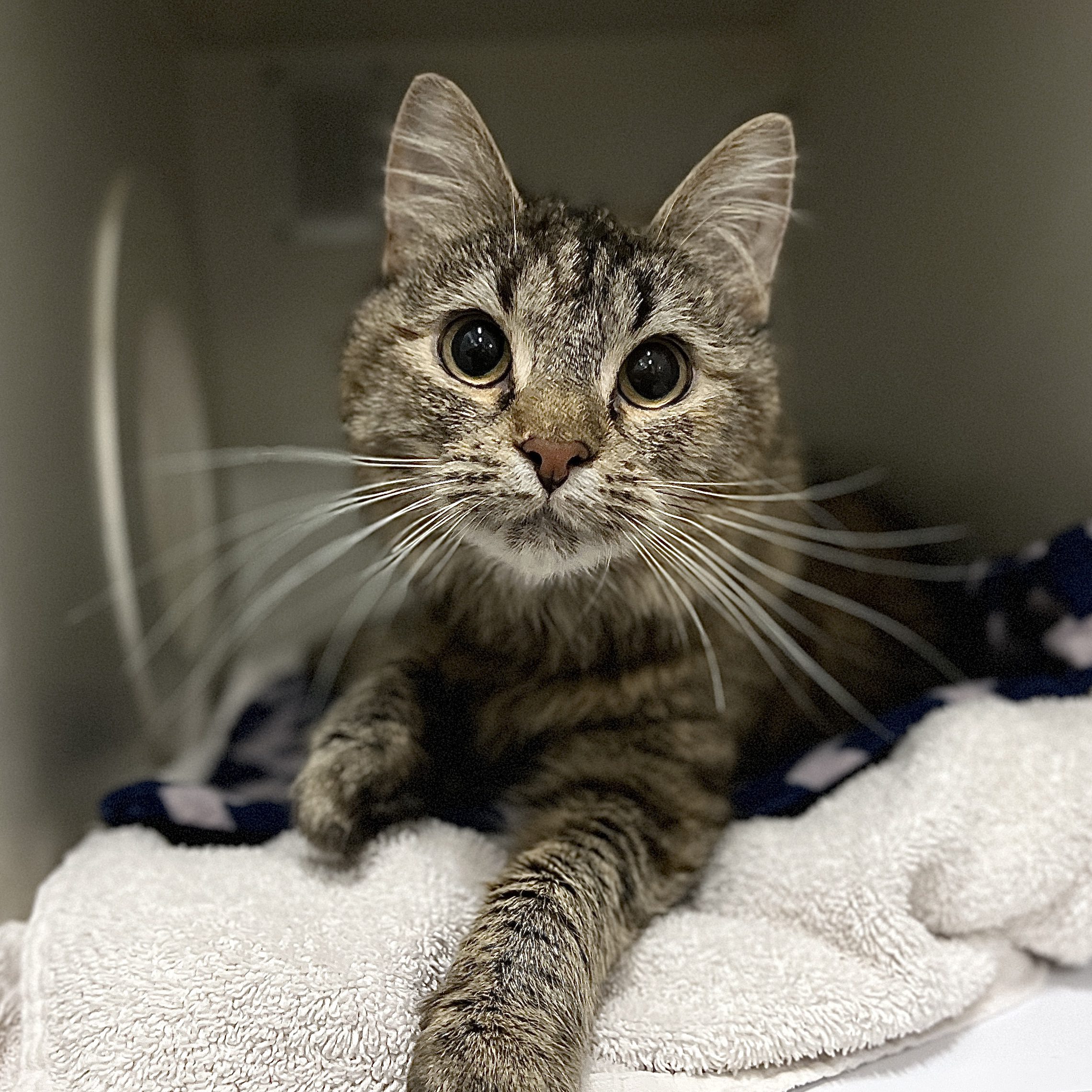 Victoria Lort Smith Animal Hospital