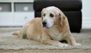 Senior pet care