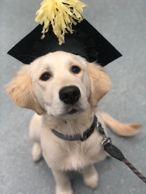 Puppy preschool near me