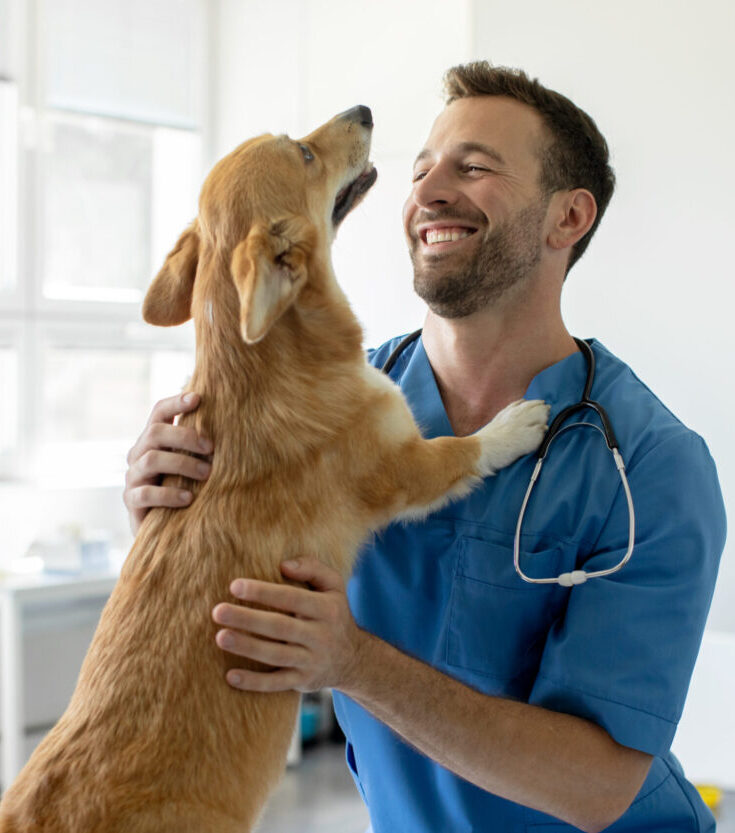 vet consult lort smith
