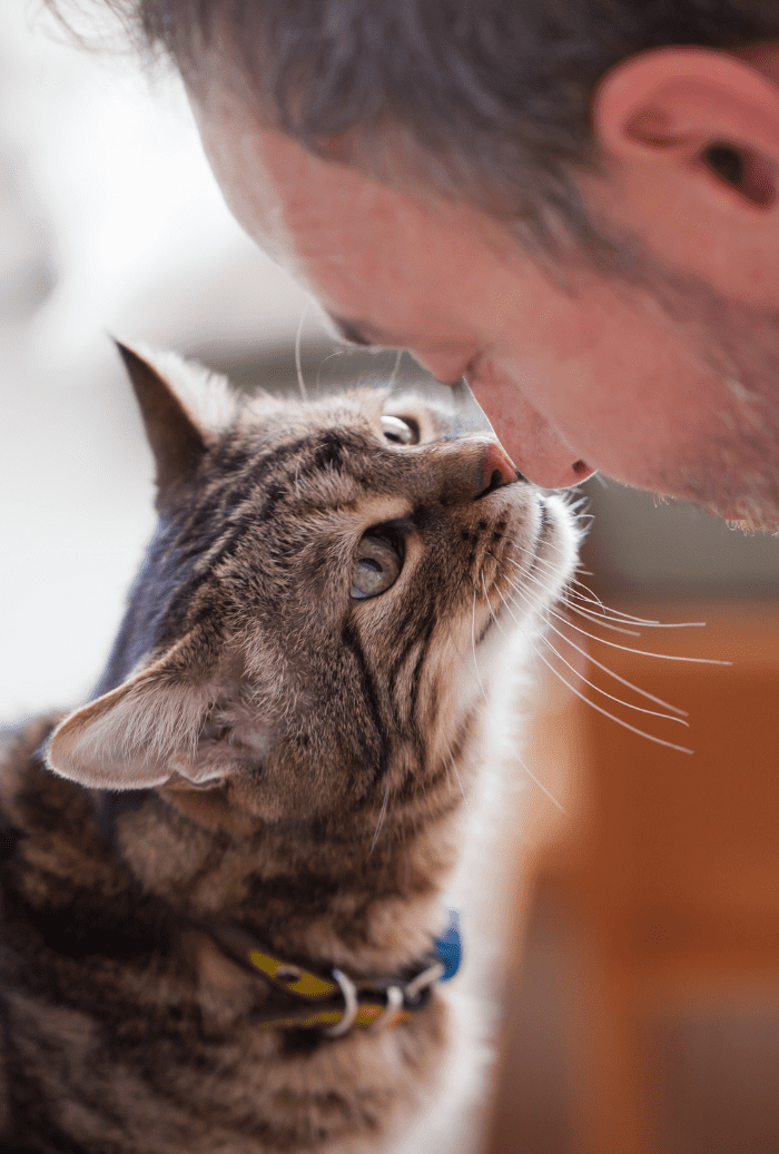 senior pet vet care