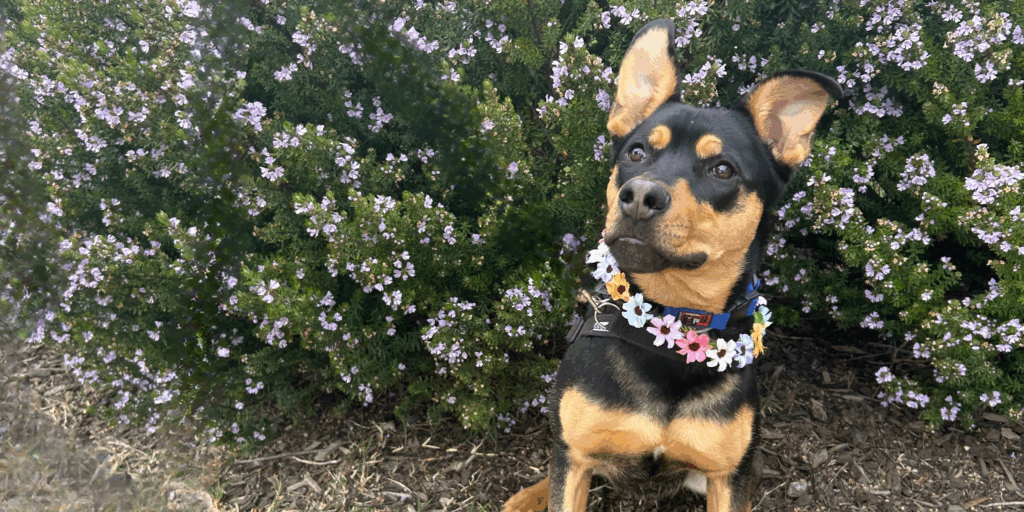 Spring them home adoption campaign
