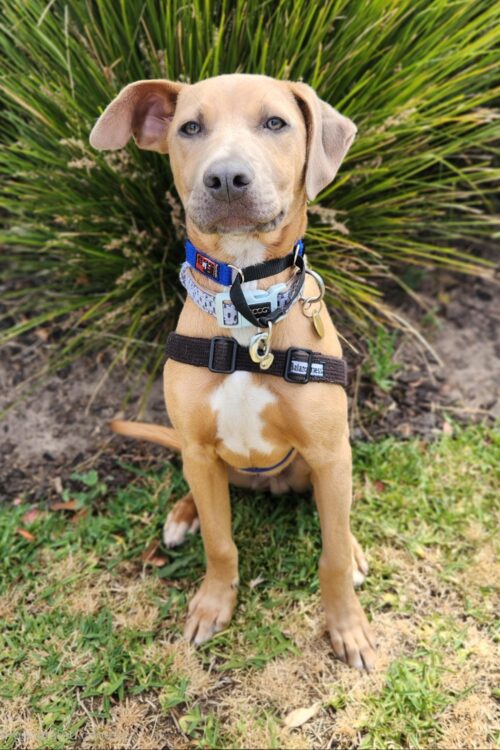 medium brown dog sitting on grass