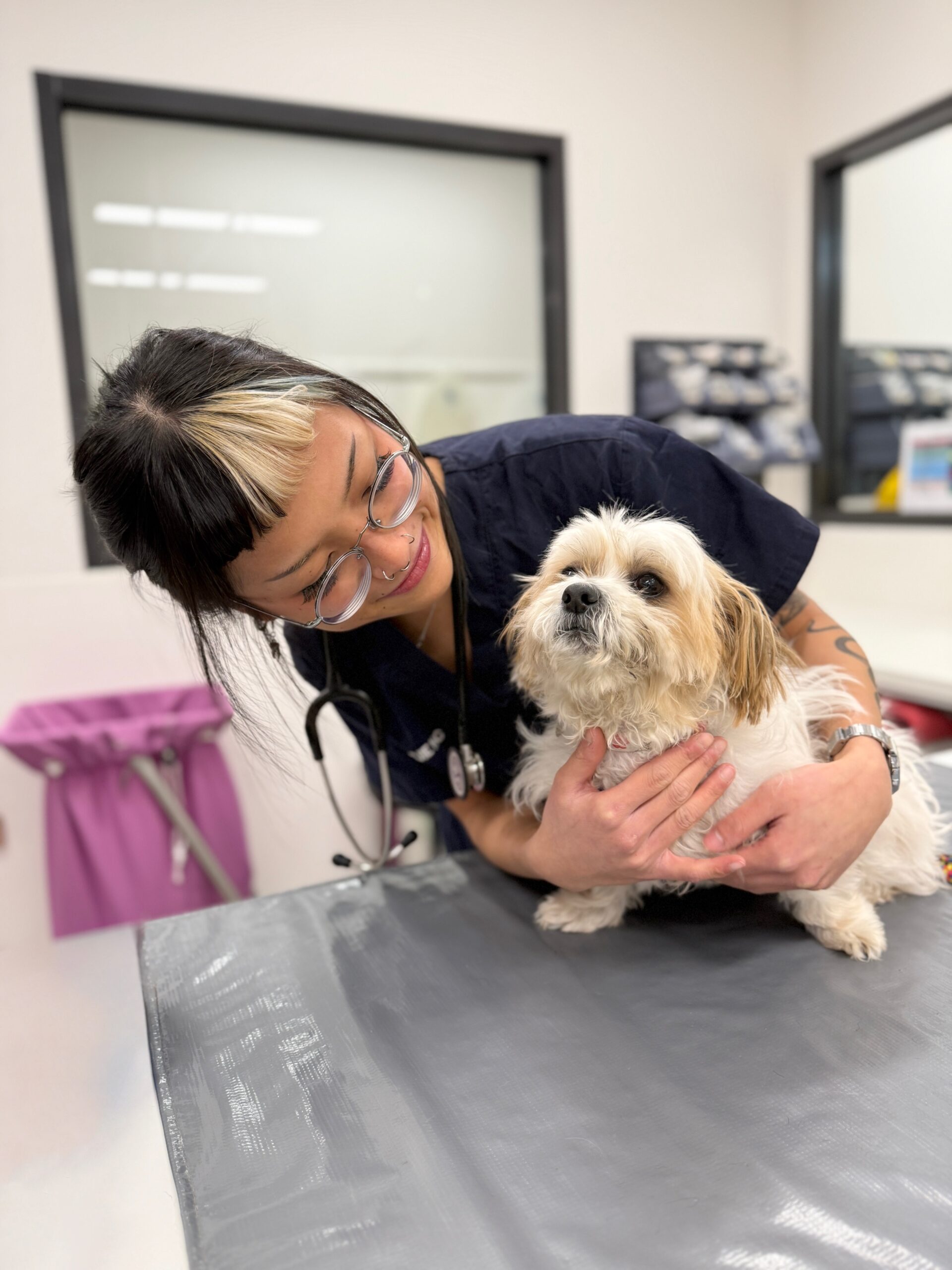 Lort Smith vet with a small with fluffy dog