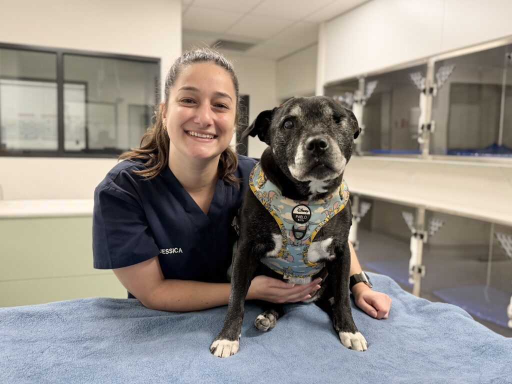 vet nurse with senior pet dog