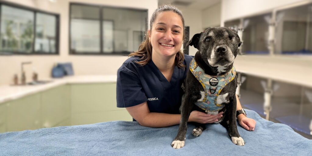 Golden Paws senior pet care wellness checks available at lort smith this winter