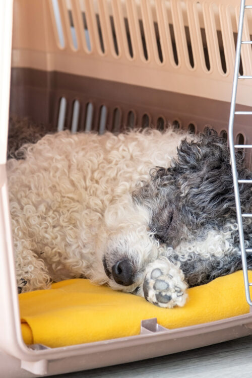 small white and grey dog asleep inside travel crate