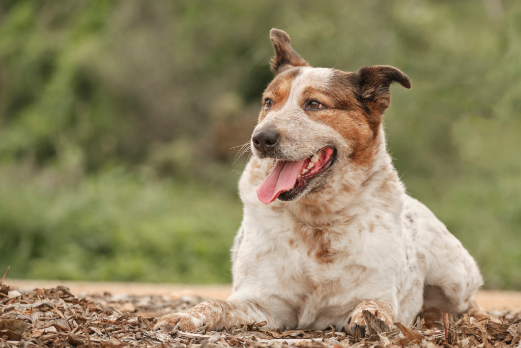 Lexi the cattle dog for Giving Day Pet Care Crisis Appeal Lort Smith